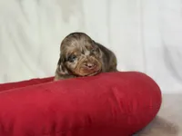 Akc Fallon- DNA OFA, a female Miniature Dachshund for sale in Canton, OH – Photo 2 of 7