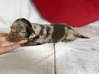 Akc Fallon- DNA OFA, a female Miniature Dachshund for sale in Canton, OH – Photo 4 of 7