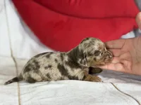 Akc Fallon- DNA OFA, a female Miniature Dachshund for sale in Canton, OH – Photo 1 of 7