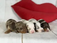 Akc Fallon- DNA OFA, a female Miniature Dachshund for sale in Canton, OH – Photo 5 of 7