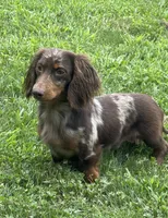 Akc Fallon- DNA OFA, a female Miniature Dachshund for sale in Canton, OH – Photo 6 of 7