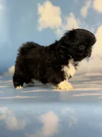Akc Beyoncé DNA OFA , a female Pekingese for sale in East Sparta, OH – 10 of 10