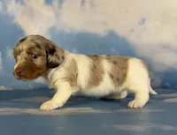 Vixen LH PRA clear OFA Chic parents, a female Miniature Dachshund for sale in East Sparta, OH – 5 of 7