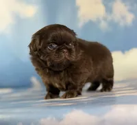 Akc Joco chocolate DNA OFA , a male Pekingese for sale in East Sparta, OH – 9 of 9