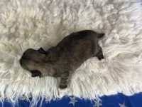 Akc Piper DNA OFA GC sired, a female Pekingese for sale in Canton, OH – 4 of 8
