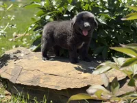 Phoebe DNA OFA, a female Newfoundland for sale in Canton, OH – 3 of 4
