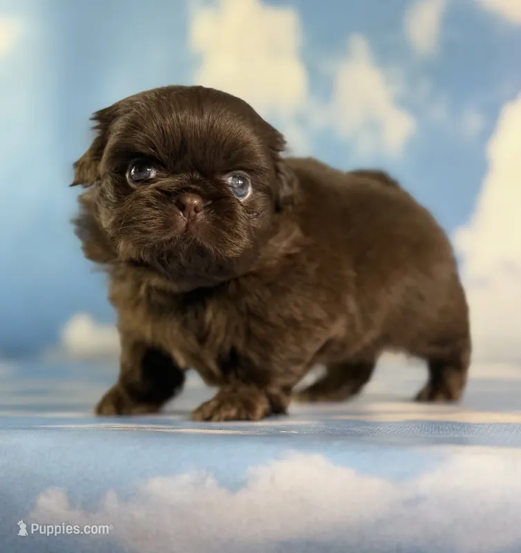 Akc Joco chocolate DNA OFA  – Pekingese puppy for sale in East Sparta, OH