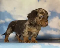 ACA Einstein LH PRA clear OFA Chic Parents, a male Miniature Dachshund for sale in Canton, OH – 9 of 10