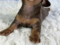 Akc Fonzie SH Chocolate and tan parents chic and DNA , a male Miniature Dachshund for sale in Canton, OH – 5 of 10