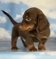ACA Elliot LH PRA clear OFA Chic parents , a male Miniature Dachshund for sale in Canton, OH – 6 of 6