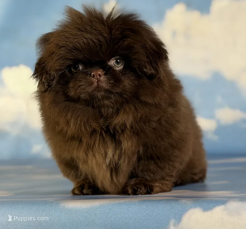 Akc Joco chocolate DNA OFA  – Pekingese puppy for sale in East Sparta, OH