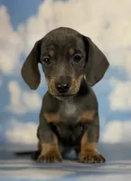 Akc Primrose SH blue and tan DNA OFA , a female Miniature Dachshund for sale in Canton, OH – 9 of 10