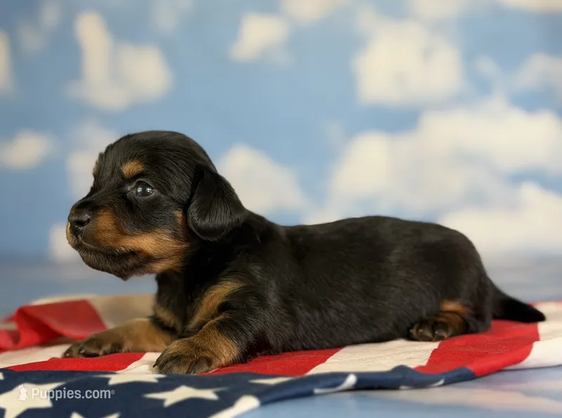 Akc petunia LH DNA OFA – Miniature Dachshund puppy for sale in Canton, OH