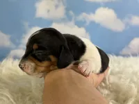 AKC foxy SH Chic and DNA parents , a female Miniature Dachshund for sale in Canton, OH – 3 of 9