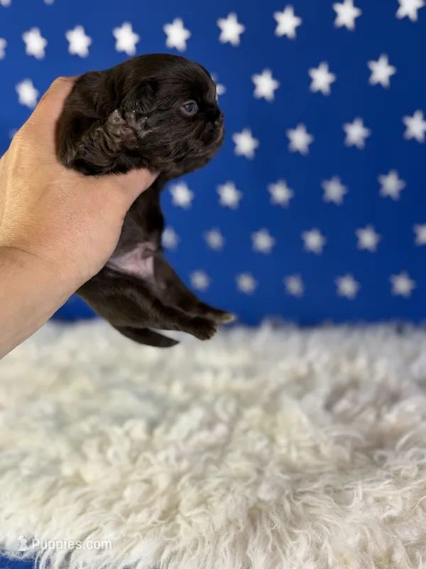 Akc Joco chocolate DNA OFA  – Pekingese puppy for sale in Canton, OH