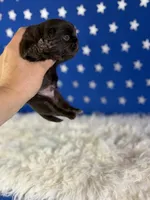 Akc Joco chocolate DNA OFA , a male Pekingese for sale in Canton, OH – 1 of 5