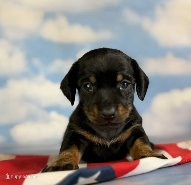 Akc poppy SH DNA OFA  – Miniature Dachshund puppy for sale in Canton, OH