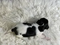 AKC foxy SH Chic and DNA parents , a female Miniature Dachshund for sale in Canton, OH – 6 of 9