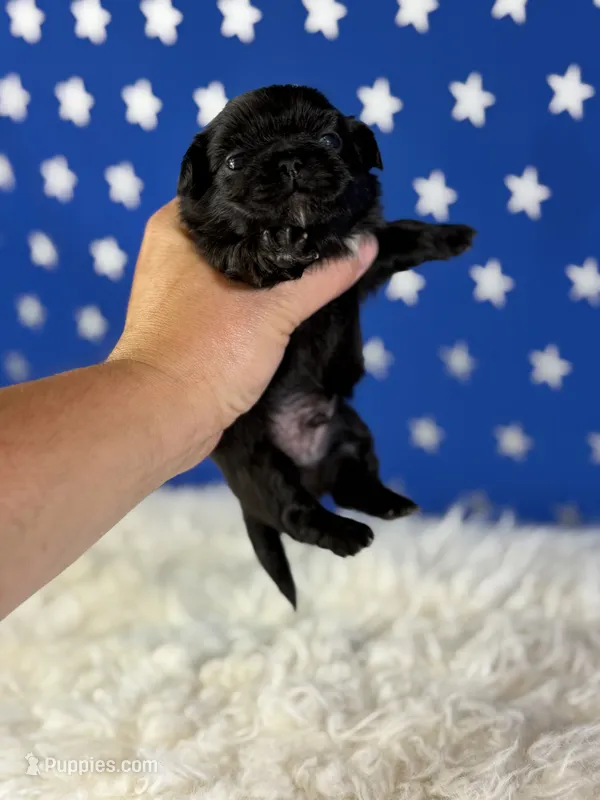 Akc pretzel DNA OFA GC sired – Pekingese puppy for sale in Canton, OH