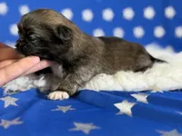 Akc Piper DNA OFA GC sired, a female Pekingese for sale in Canton, OH – 7 of 8