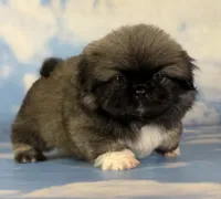 Akc pork chop DNA OFA GC sired, a male Pekingese for sale in East Sparta, OH – 1 of 9
