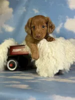 Aca Carlo red Dappled LH chic and PRA clear , a male Miniature Dachshund for sale in East Sparta, OH – 8 of 10