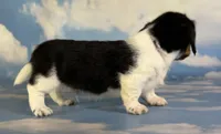 Akc Rolex LH PRA Chic parents , a male Miniature Dachshund for sale in East Sparta, OH – 3 of 5