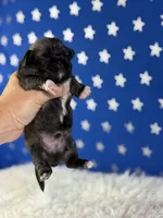 Akc pork chop DNA OFA GC sired, a male Pekingese for sale in Canton, OH – 4 of 8