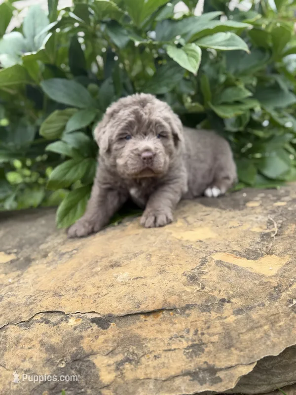 Simone DNA OFA  – Newfoundland puppy on hold in Canton, OH