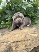 Simone DNA OFA , a female Newfoundland for sale in Canton, OH – 1 of 6