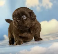 Akc Joco chocolate DNA OFA , a male Pekingese for sale in East Sparta, OH – 8 of 9