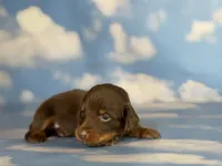 ACA Everest LH male PRA clear OFA Chic Parents , a male Miniature Dachshund for sale in Canton, OH – 6 of 9