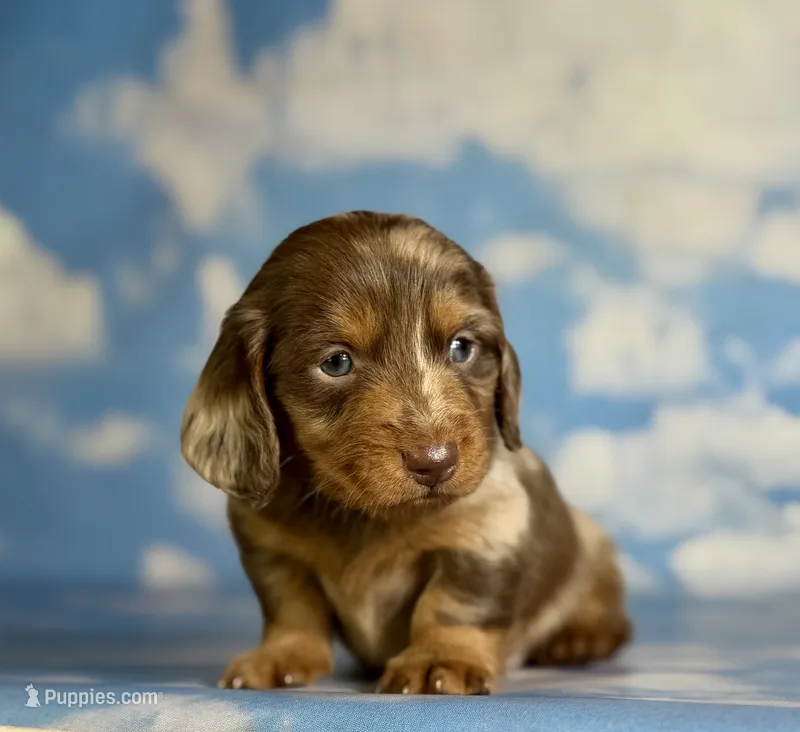 ACA lux LH DNA clear chic parents  – Miniature Dachshund puppy for sale in Canton, OH