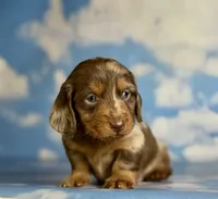 ACA lux LH DNA clear chic parents , a male Miniature Dachshund for sale in Canton, OH – 1 of 10