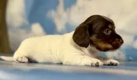 Valerie LH PRA clear OFA Chic , a female Miniature Dachshund for sale in East Sparta, OH – 3 of 5