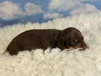 Akc Fonzie SH Chocolate and tan parents chic and DNA , a male Miniature Dachshund for sale in Canton, OH – 3 of 10