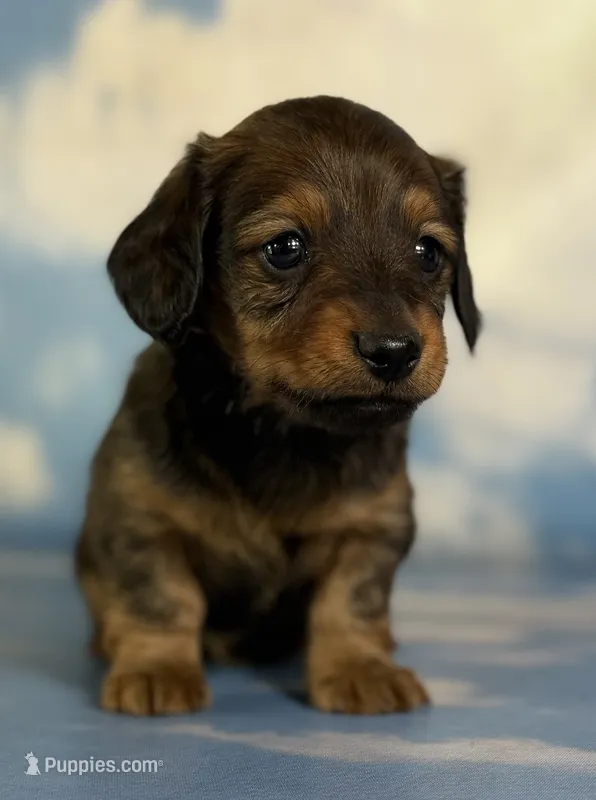 AKC Rosemary shaded LH PRA clear Choc parents  – Miniature Dachshund puppy for sale in East Sparta, OH