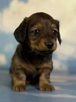 AKC Rosemary shaded LH PRA clear Choc parents , a female Miniature Dachshund for sale in East Sparta, OH – 1 of 4