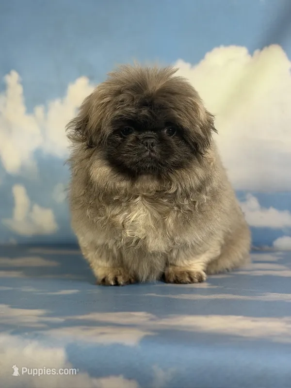 Akc Blue boy DNA OFA  – Pekingese puppy for sale in East Sparta, OH