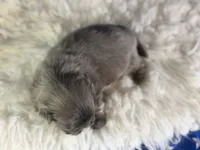 Akc Blue boy DNA OFA , a male Pekingese for sale in Canton, OH – 3 of 5