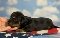 Akc petunia LH DNA OFA, a female Miniature Dachshund for sale in Canton, OH – 3 of 6