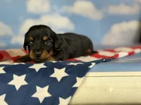 Akc petunia LH DNA OFA, a female Miniature Dachshund for sale in Canton, OH – 4 of 6