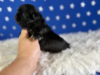 Akc Jet DNA OFA , a male Pekingese for sale in Canton, OH – 2 of 4