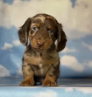 ACA Einstein LH PRA clear OFA Chic Parents, a male Miniature Dachshund for sale in Canton, OH – 10 of 10
