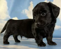 Akc Raven black brindle pointed LH  PRA clear Chic parents, a male Miniature Dachshund for sale in East Sparta, OH – 1 of 7