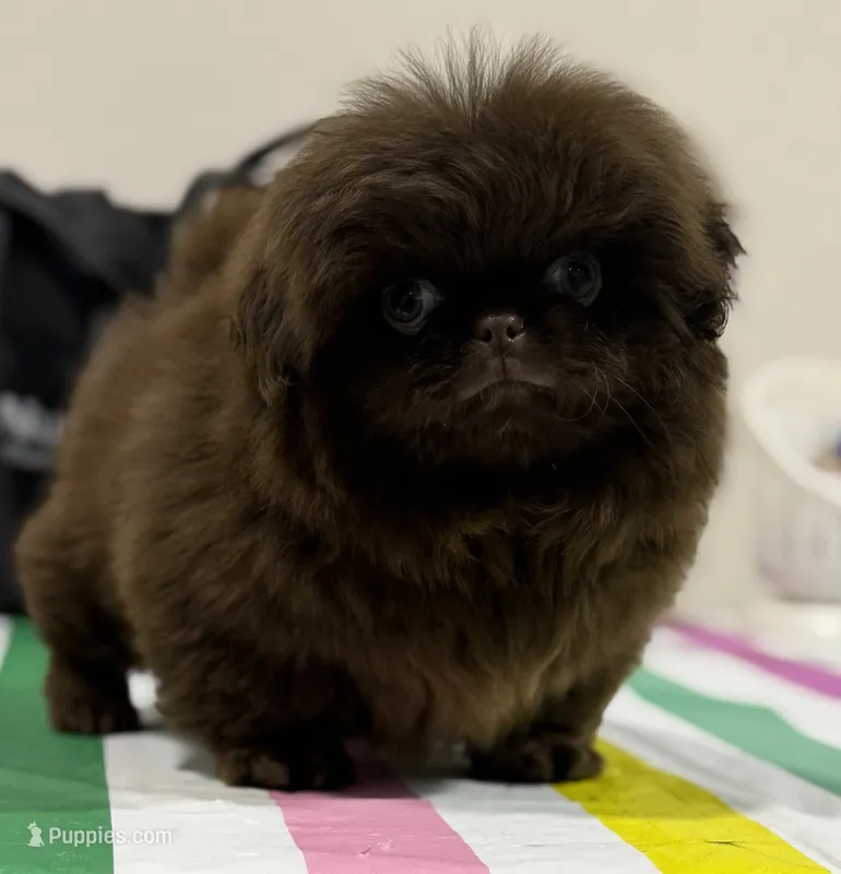 Akc Joco chocolate DNA OFA  – Pekingese puppy for sale in East Sparta, OH