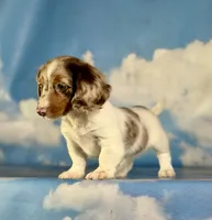 Akc marigold-PRA clear , a female Miniature Dachshund for sale in East Sparta, OH – 6 of 6