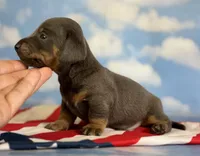 Akc piston blue and tan SH DNA OFA , a male Miniature Dachshund for sale in Canton, OH – 4 of 7