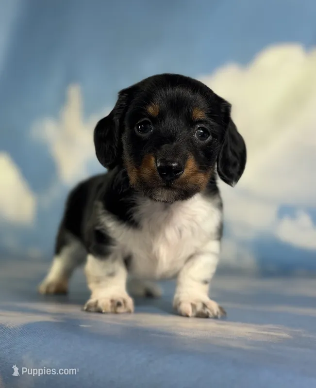 Akc Rory PRA clear chic certified parents – Miniature Dachshund puppy for sale in East Sparta, OH