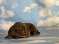 ACA Everest LH male PRA clear OFA Chic Parents , a male Miniature Dachshund for sale in Canton, OH – 8 of 9
